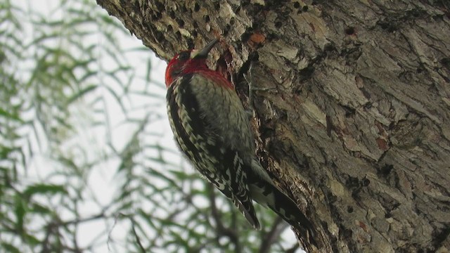 Red-breasted Sapsucker (daggetti) - ML211750281