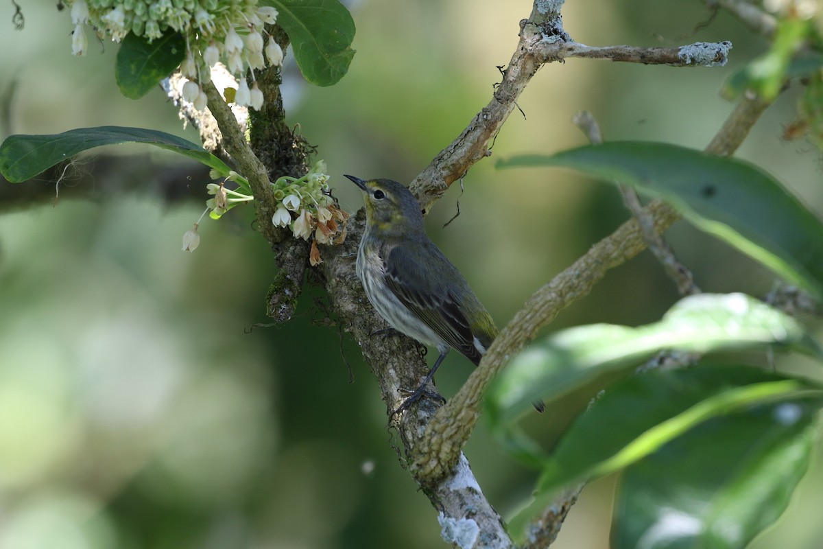 Cape May Warbler - ML211750421