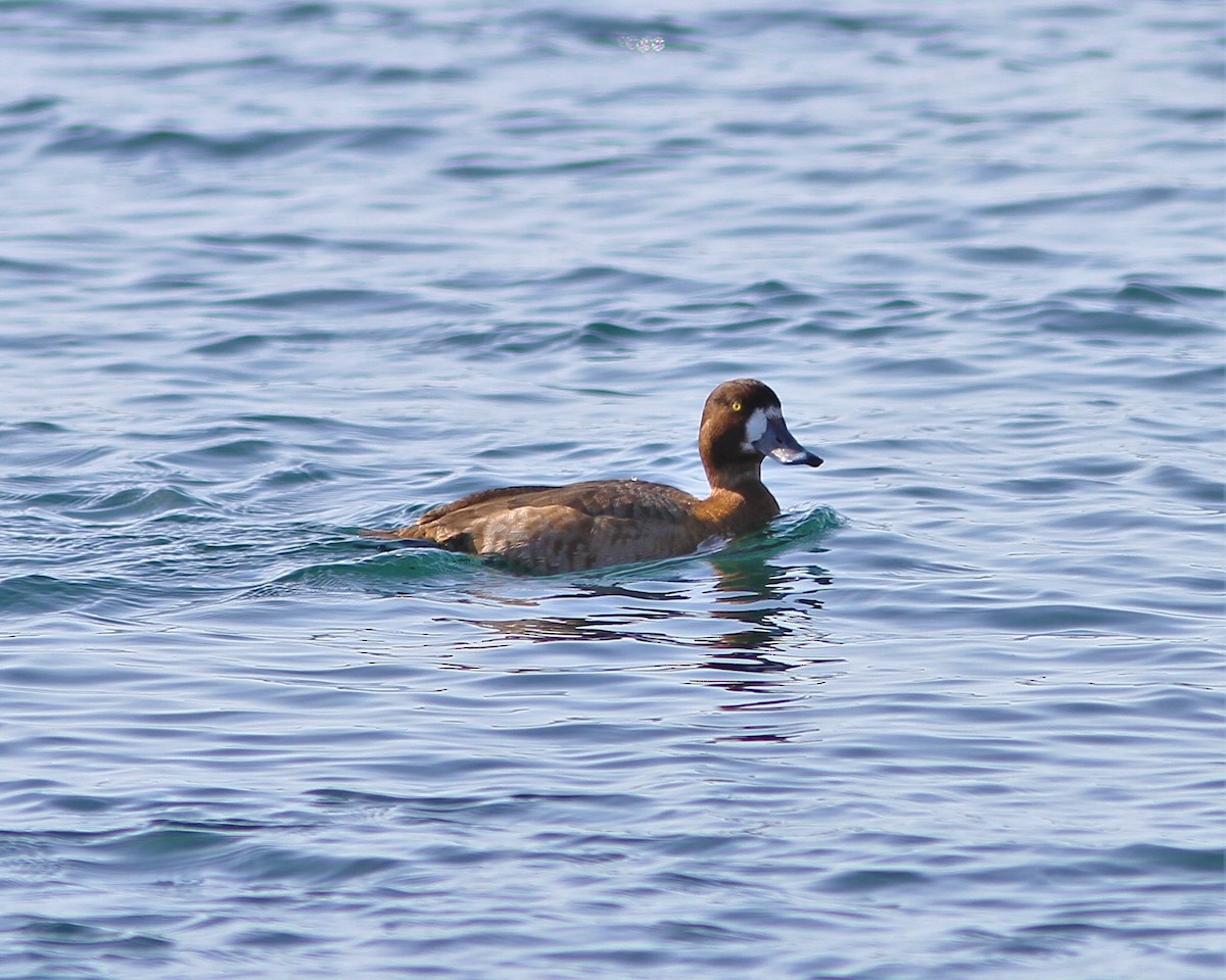 Greater Scaup - ML211750491