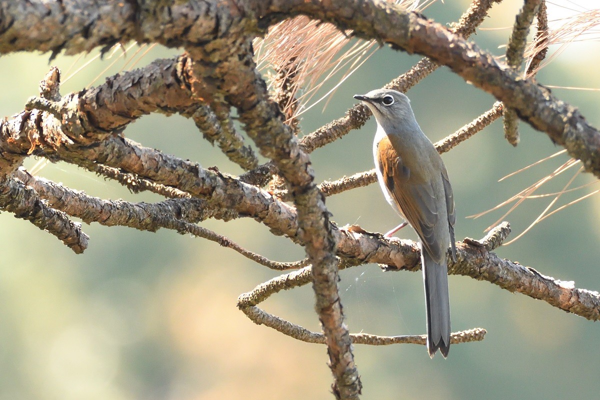 Brown-backed Solitaire - Antonio Robles