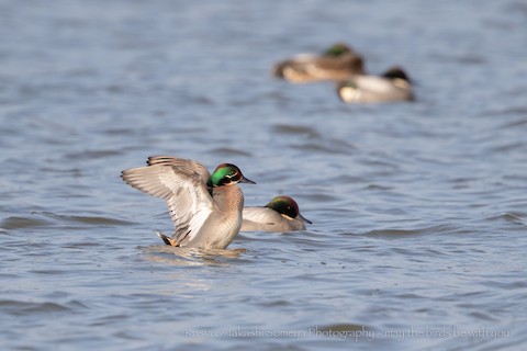 Blue wing teal clearance sound