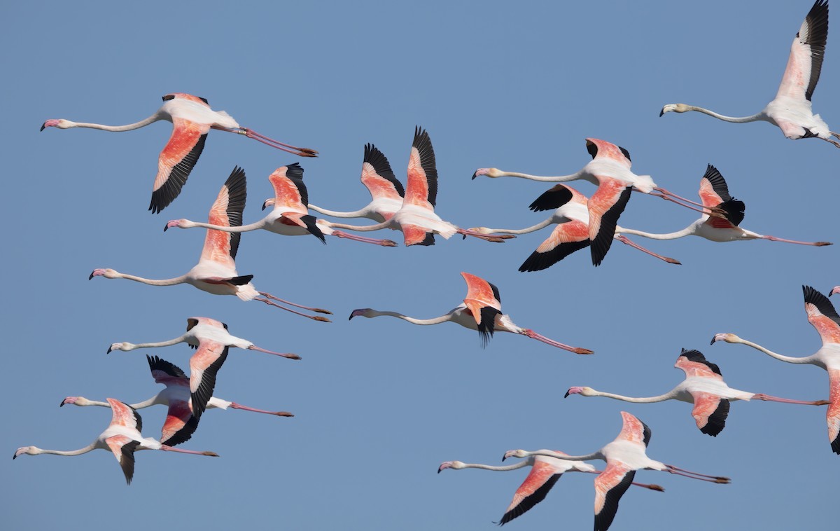 Greater Flamingo - ML211756061