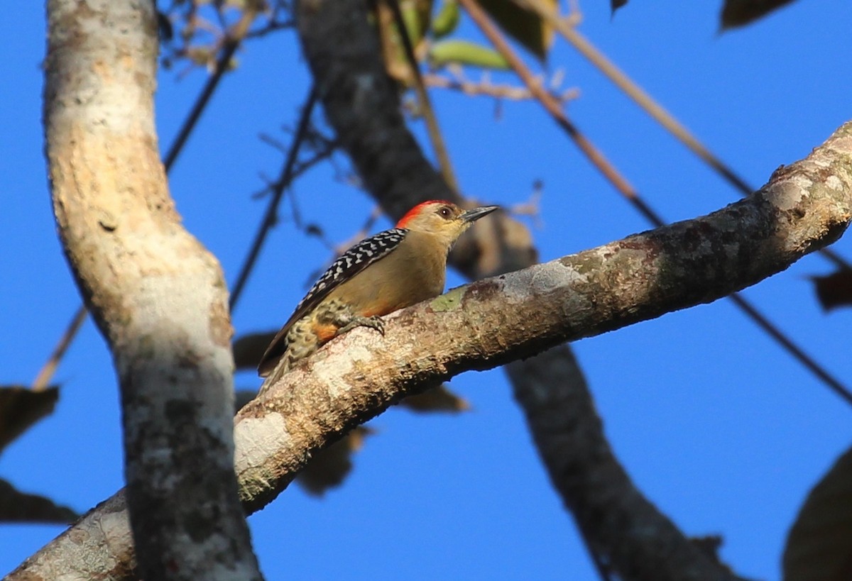 Red-crowned Woodpecker - ML211757491