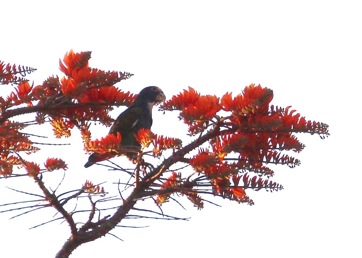 White-crowned Parrot - ML211757661