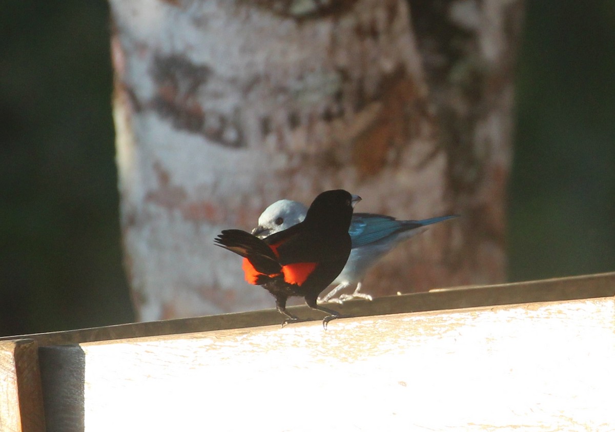 Scarlet-rumped Tanager - ML211758431