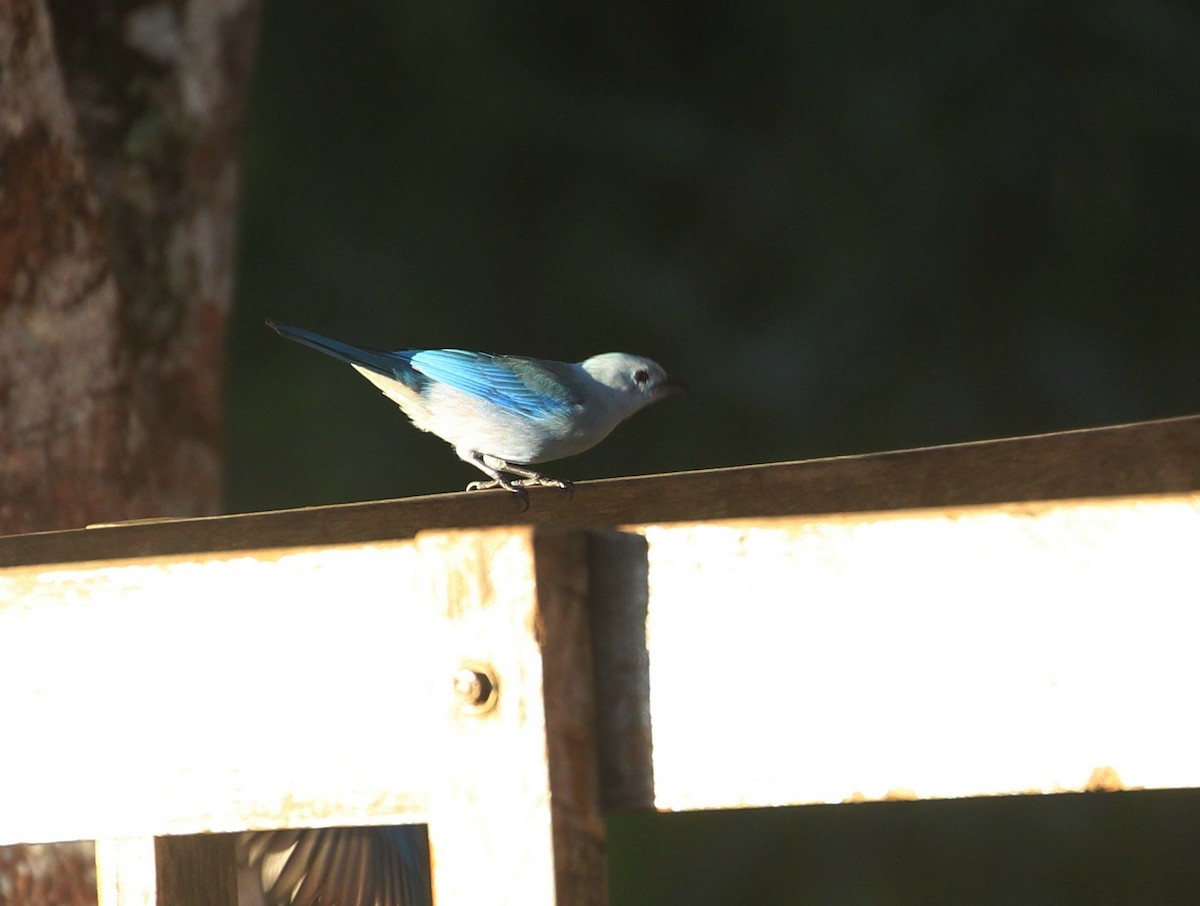 Blue-gray Tanager - ML211758541