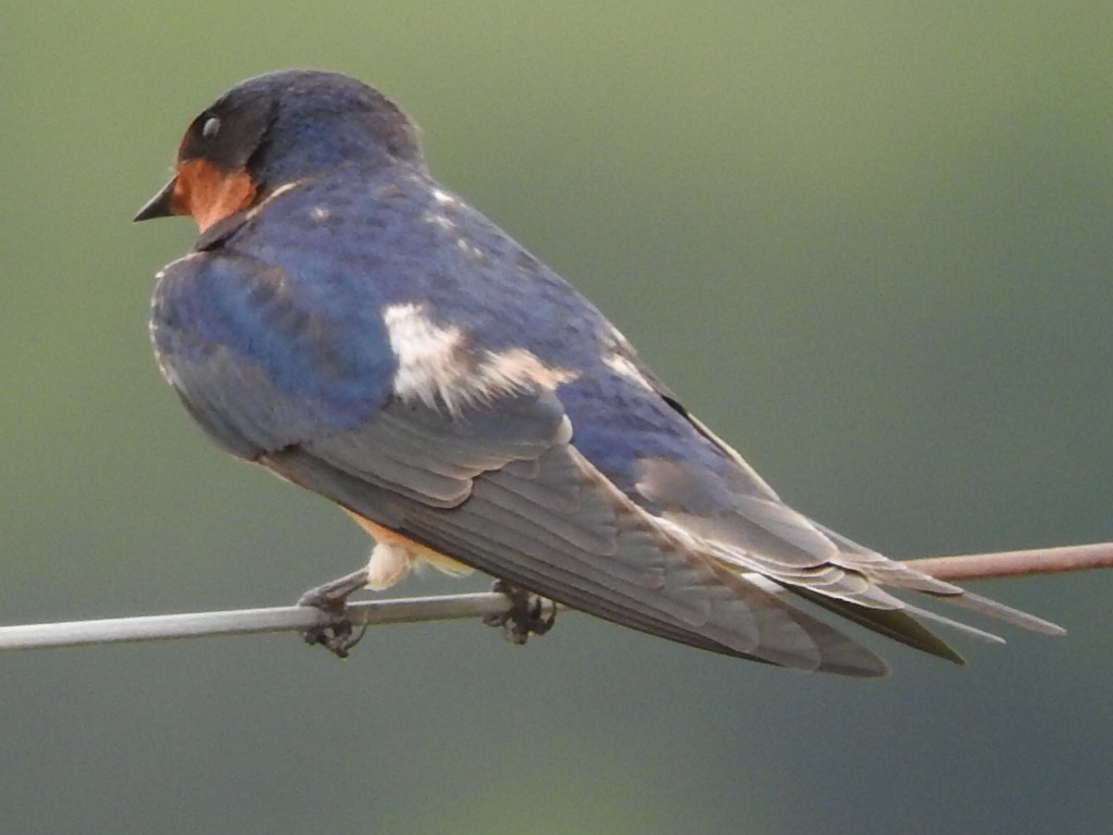 Barn Swallow - ML211760141