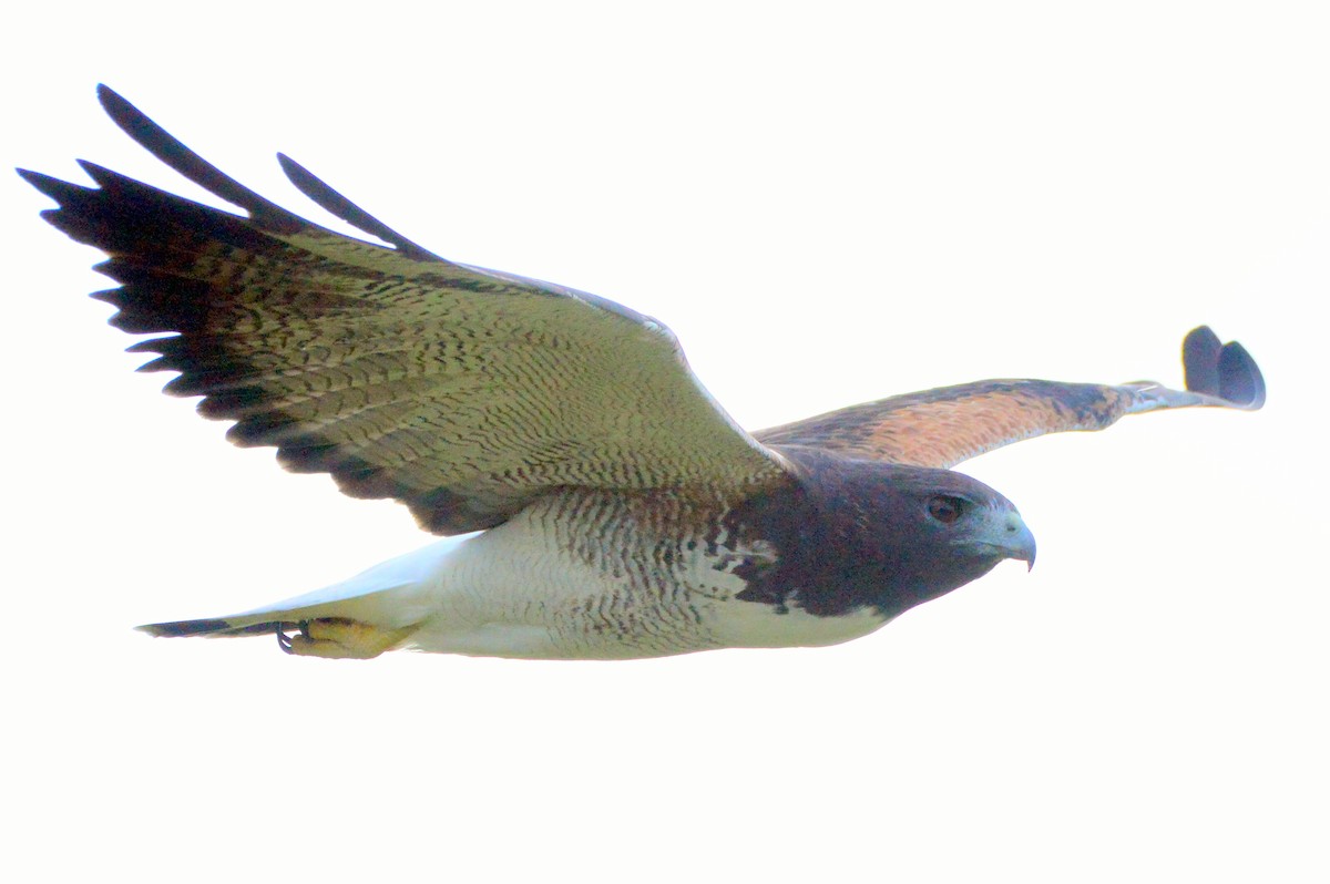 White-tailed Hawk - Christopher Rex Prevett