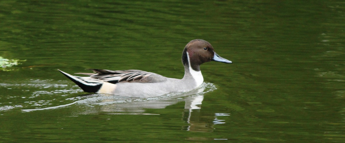 Northern Pintail - Larry Carlile
