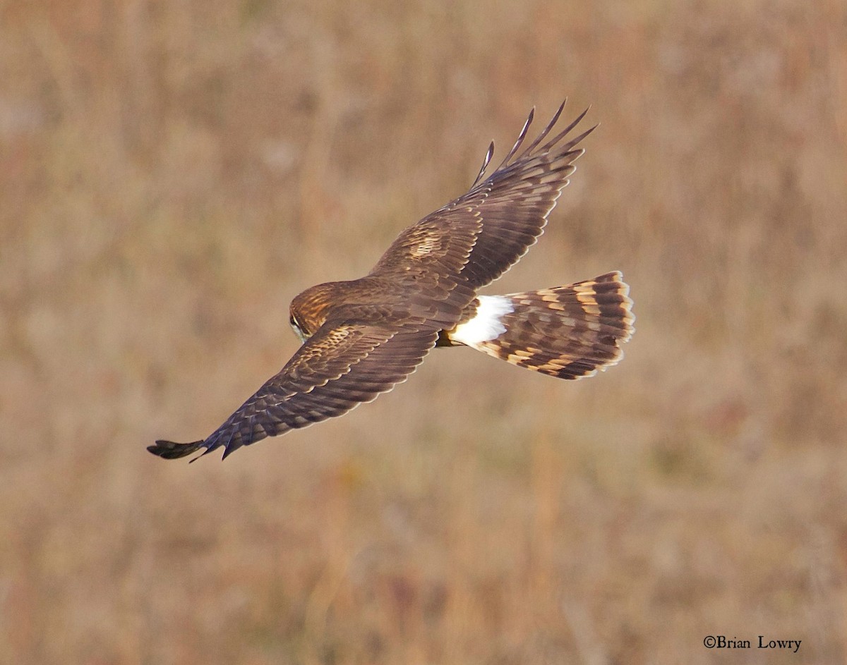 Northern Harrier - Brian Lowry