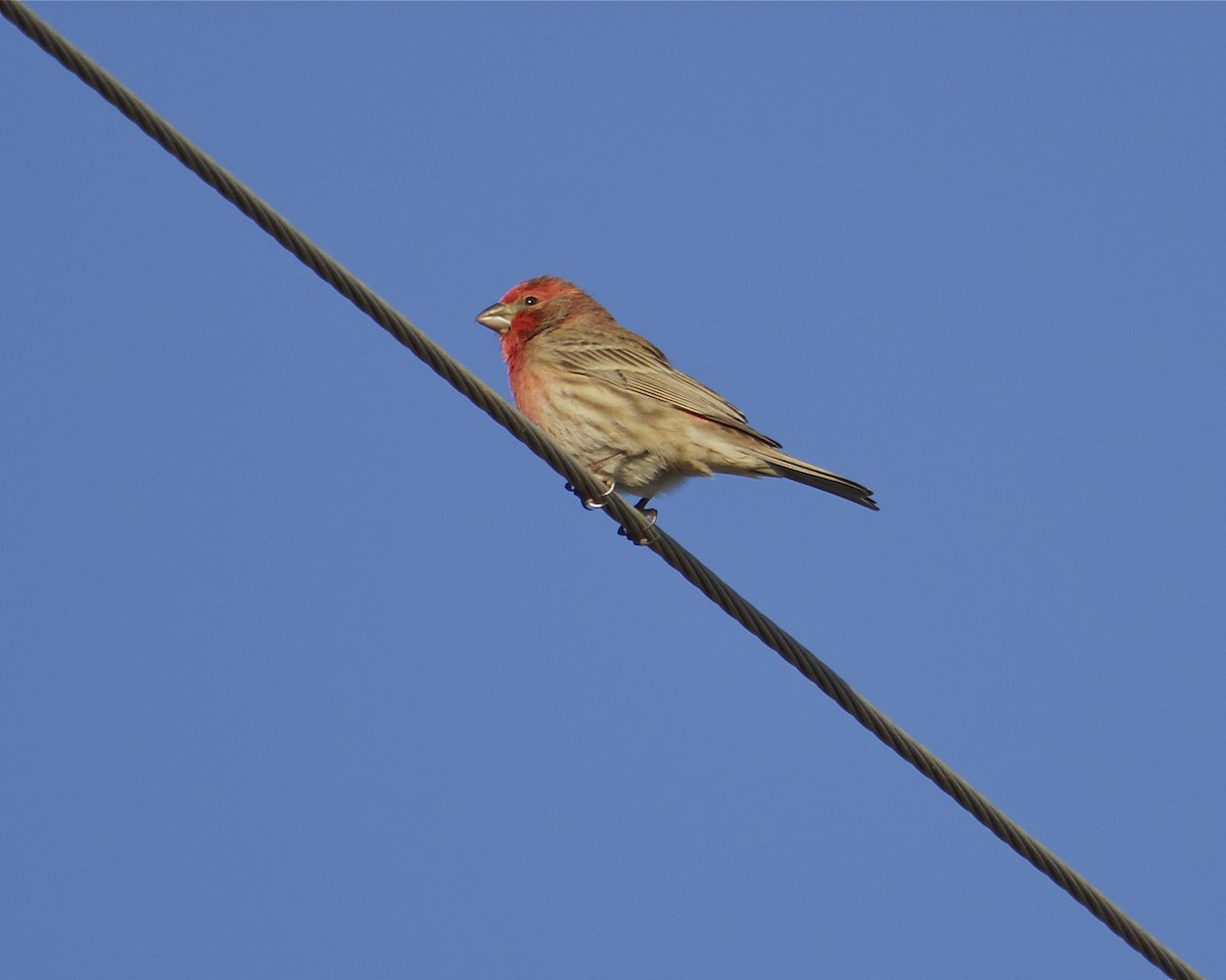 House Finch - Brian Lowry