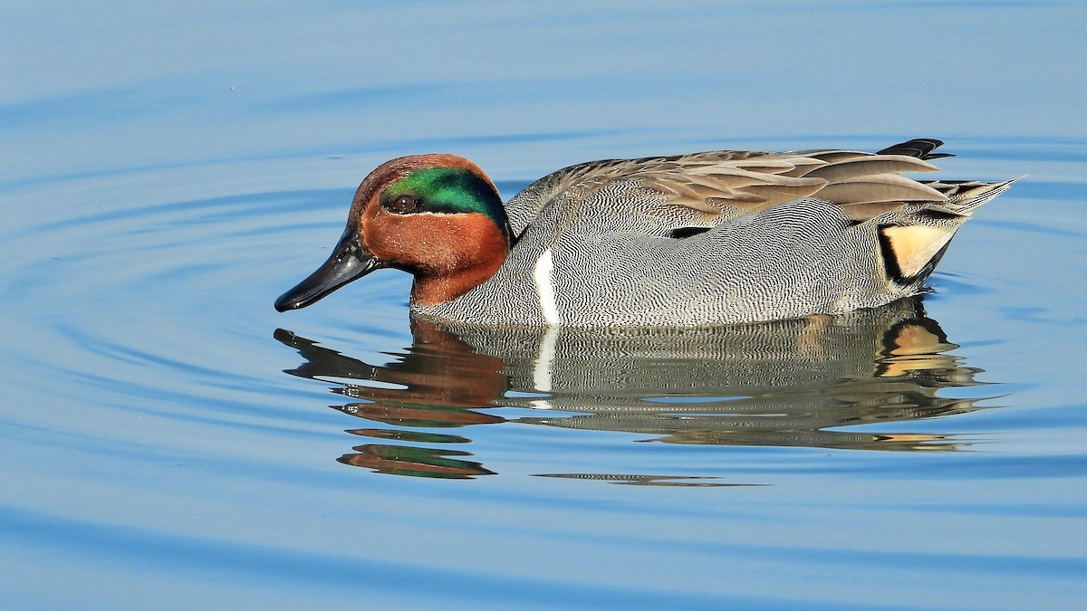 Green-winged Teal - ML211766271