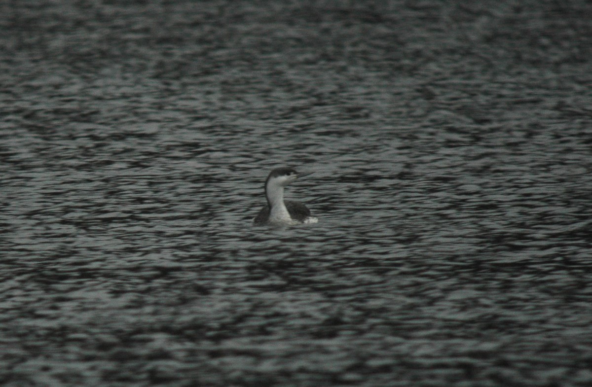 Red-throated Loon - ML211772161