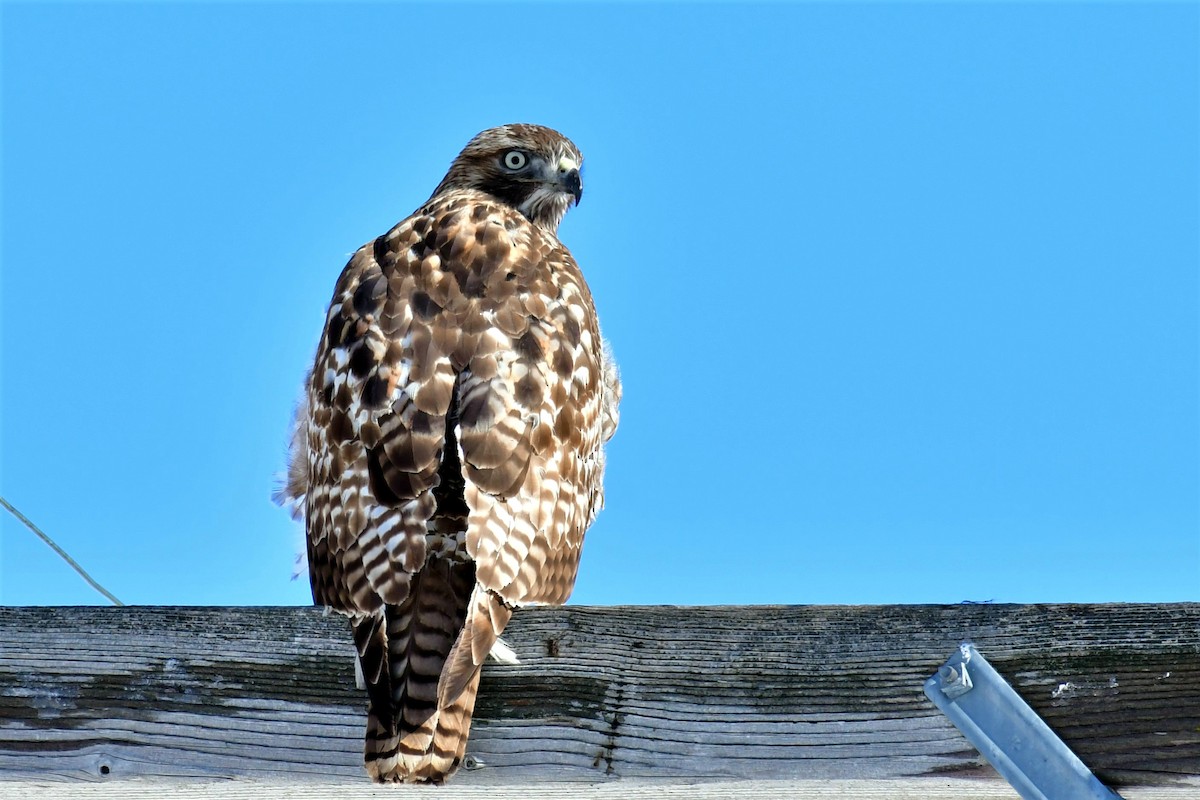 Red-tailed Hawk - ML211777291