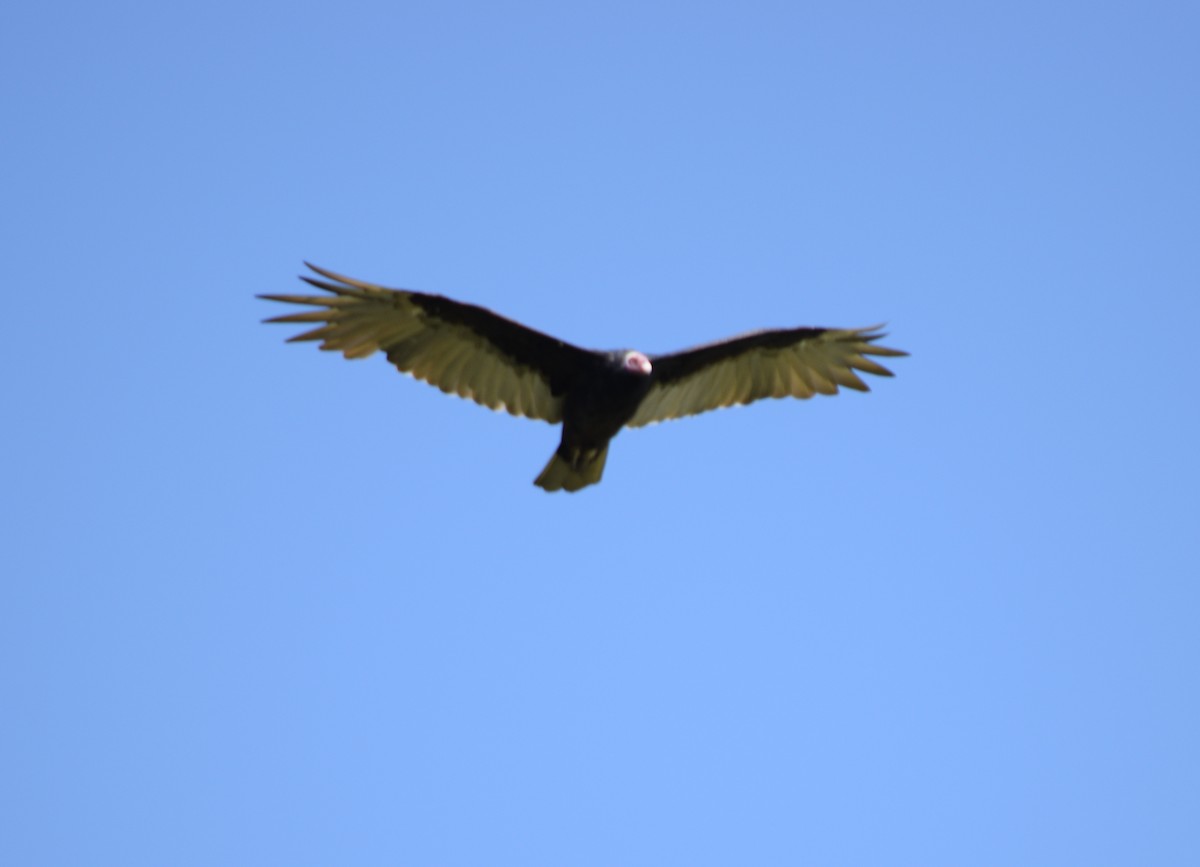 Turkey Vulture - ML211778091