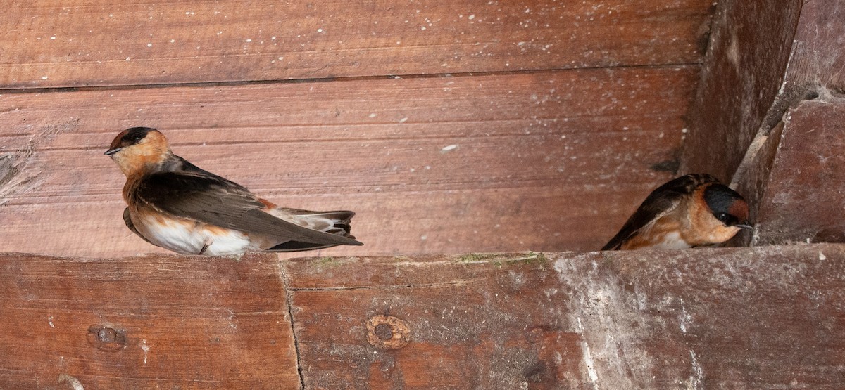 Cave Swallow - ML211780071