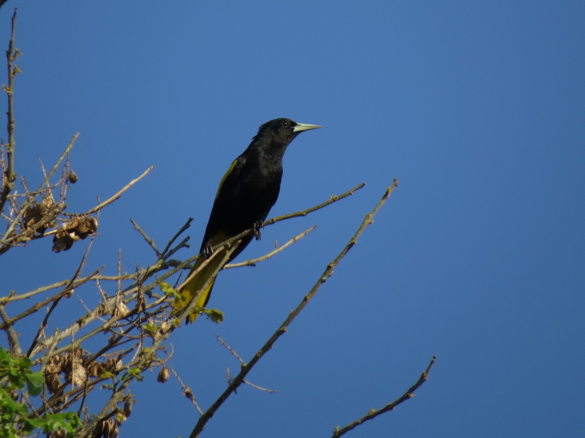 Yellow-winged Cacique - ML211782211