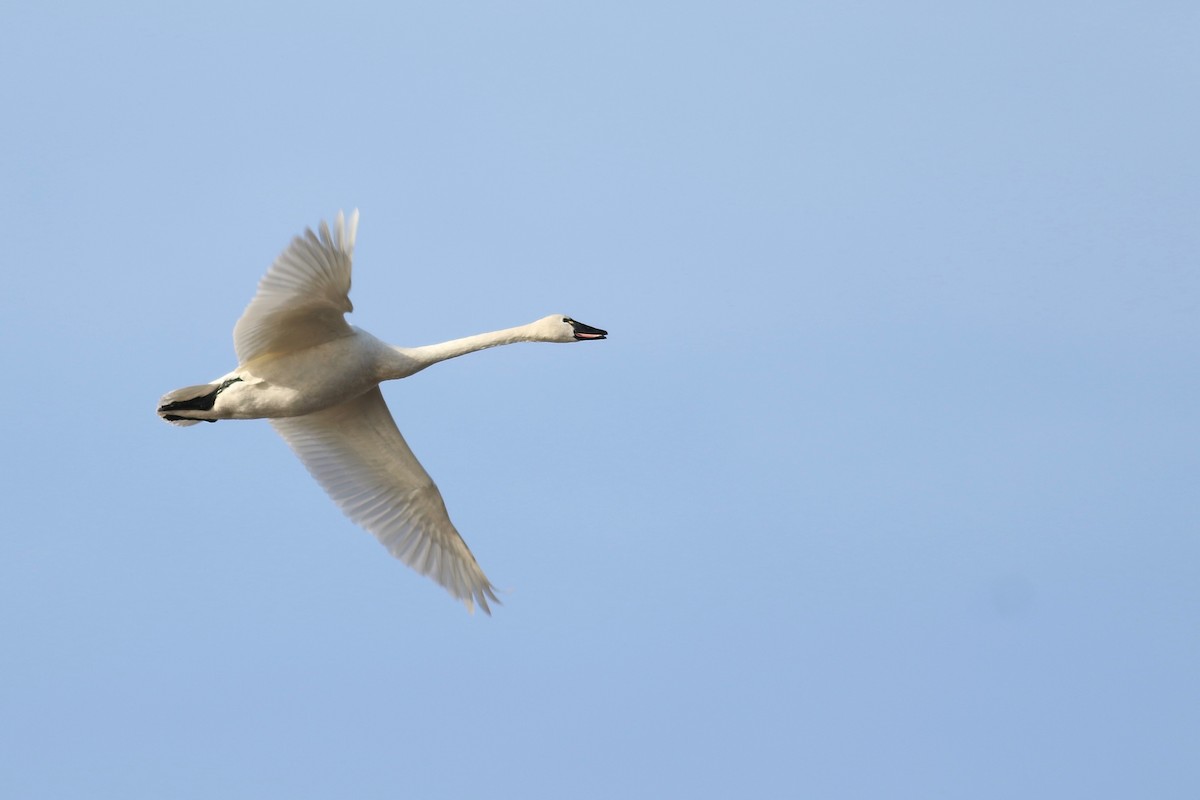 Tundra Swan (Whistling) - ML211785711