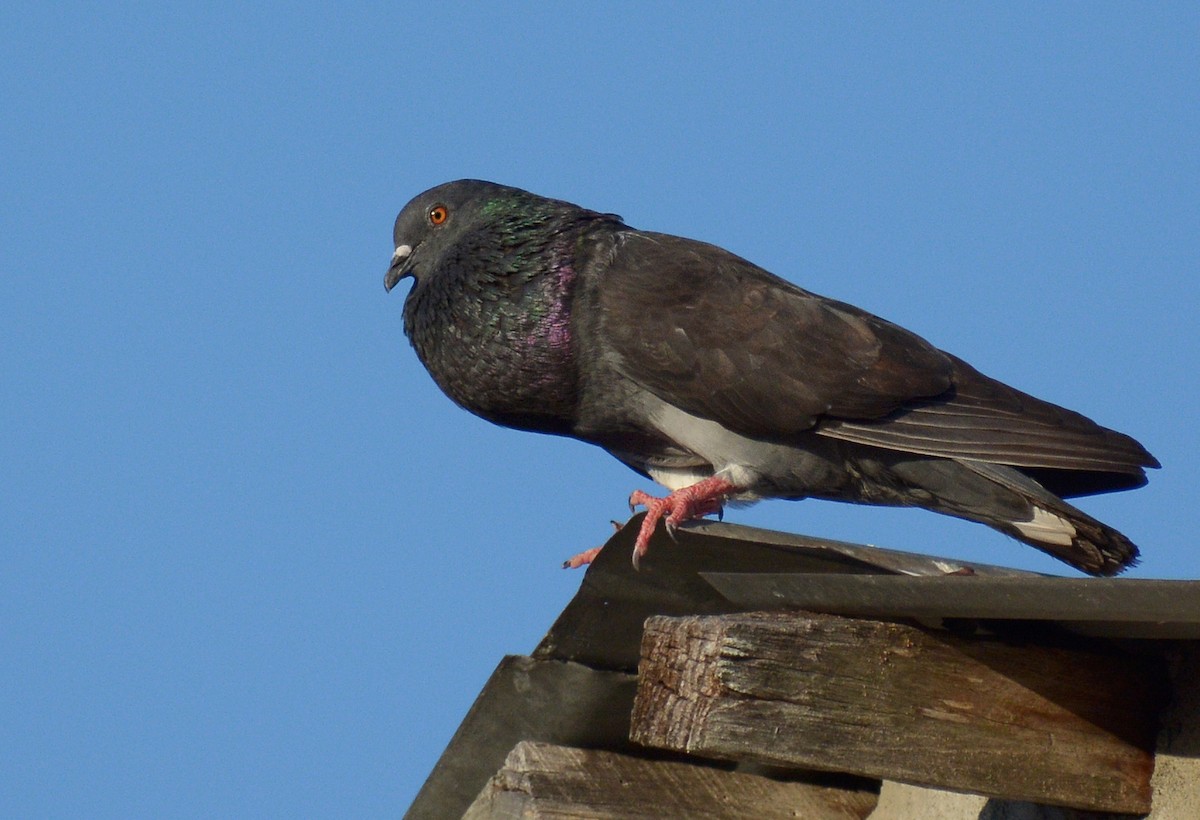 Rock Pigeon (Feral Pigeon) - Jorge Dangel