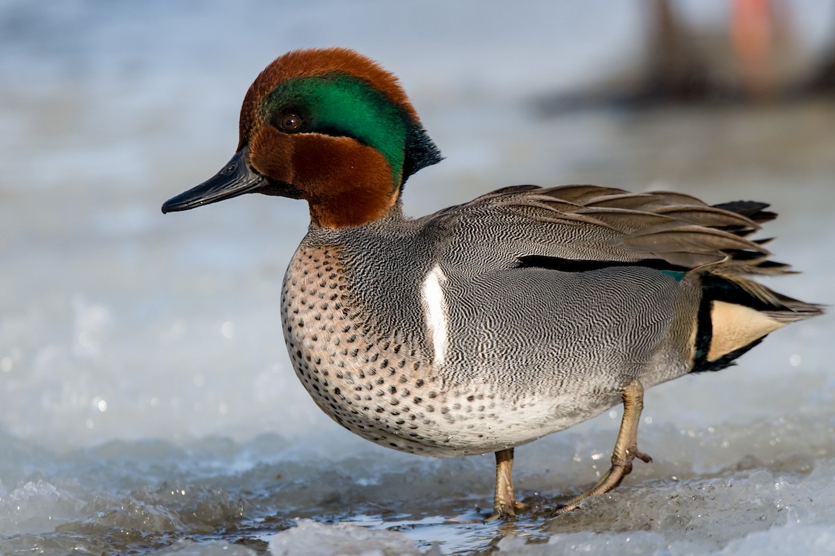 Green-winged Teal - ML211791161
