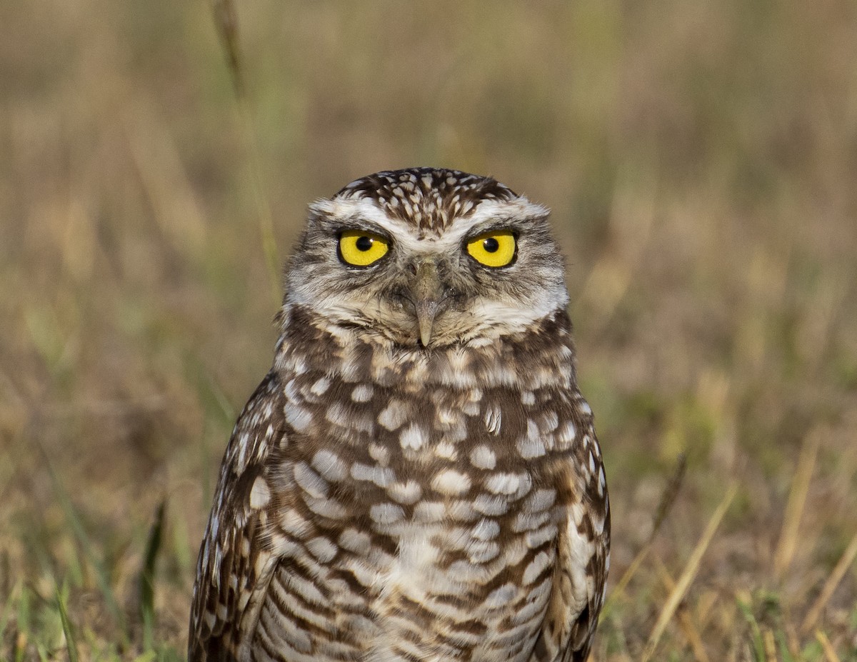Burrowing Owl - ML211793641