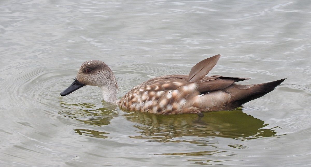 Crested Duck - ML211799431