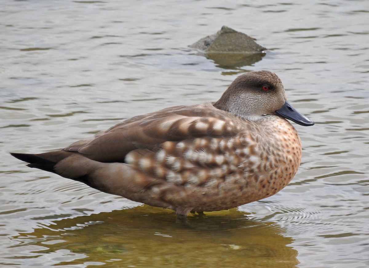 Crested Duck - ML211799491