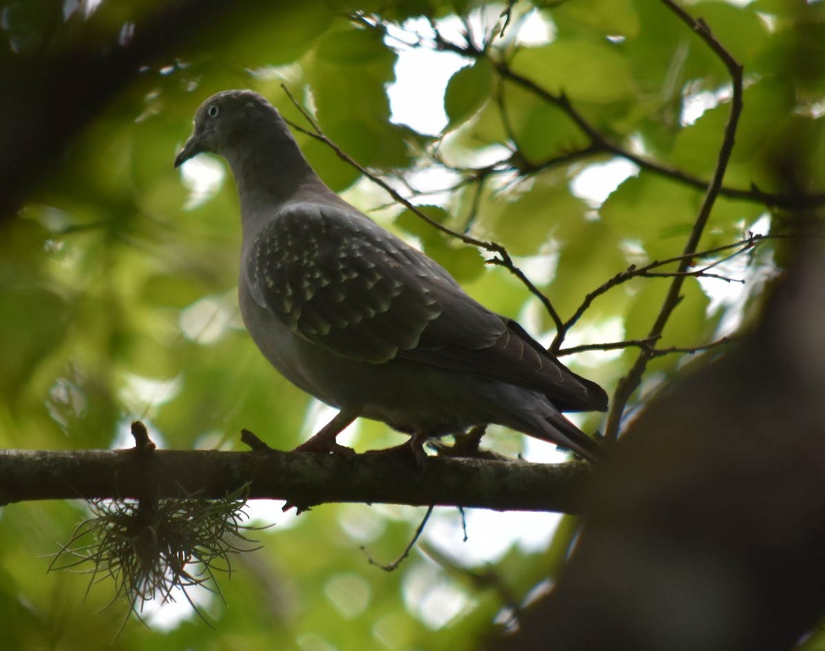 Spot-winged Pigeon - andres ebel