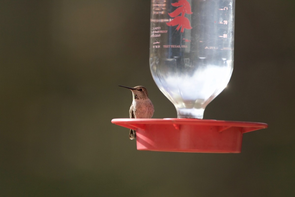 Anna's Hummingbird - ML21180251