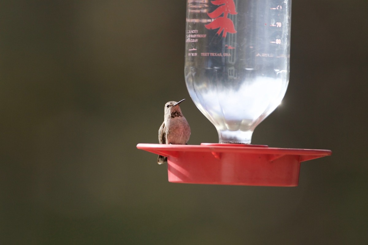 Anna's Hummingbird - ML21180261