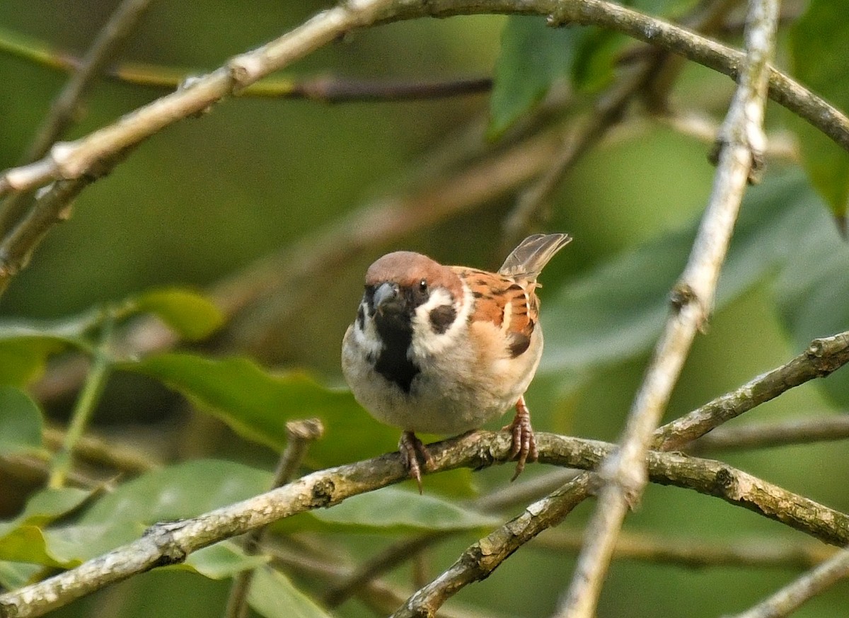 Eurasian Tree Sparrow - Renuka Vijayaraghavan