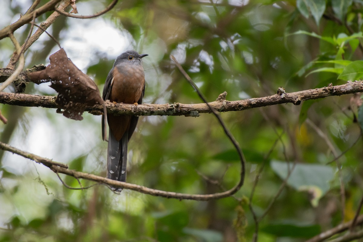 Brush Cuckoo (Sulawesi) - ML211804921