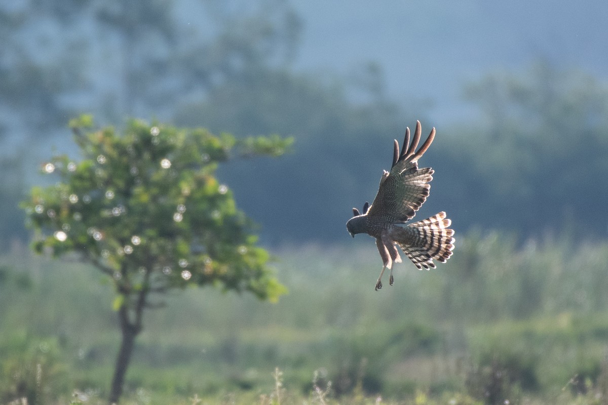 Spotted Harrier - ML211806221