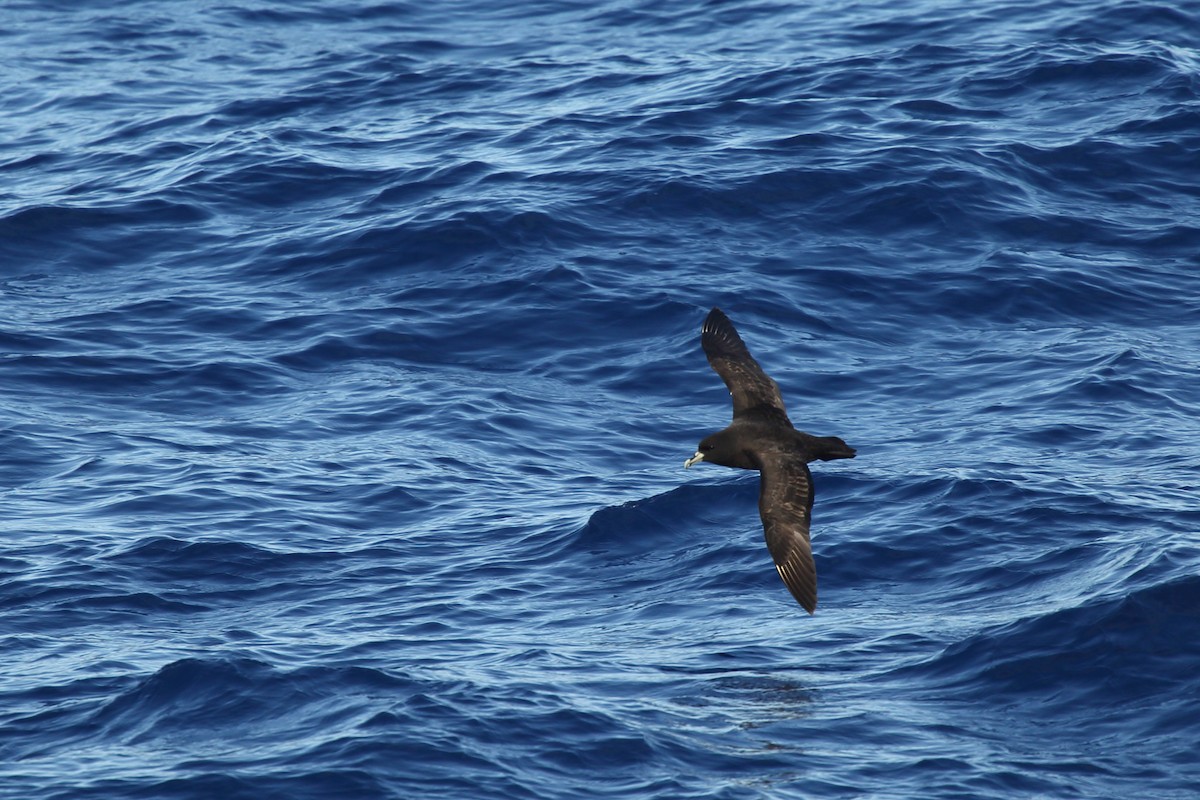 White-chinned Petrel - Bruce Robinson