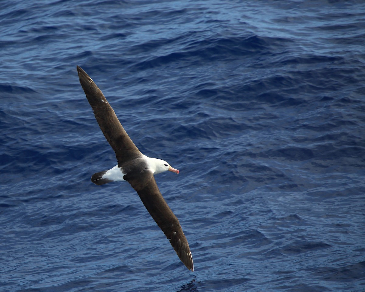 Black-browed Albatross - ML211808471