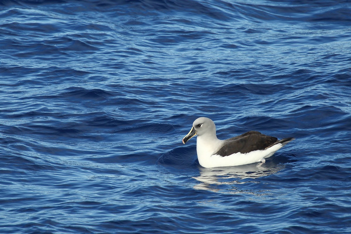 Gray-headed Albatross - ML211808821
