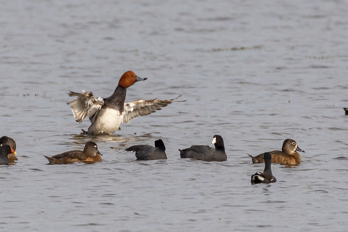 eBird Checklist 25 Feb 2020 Merritt Island NWRBlack Point