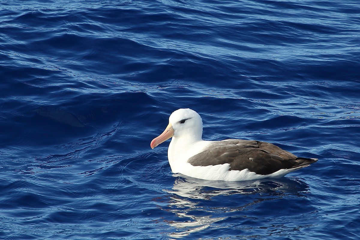Black-browed Albatross - Bruce Robinson