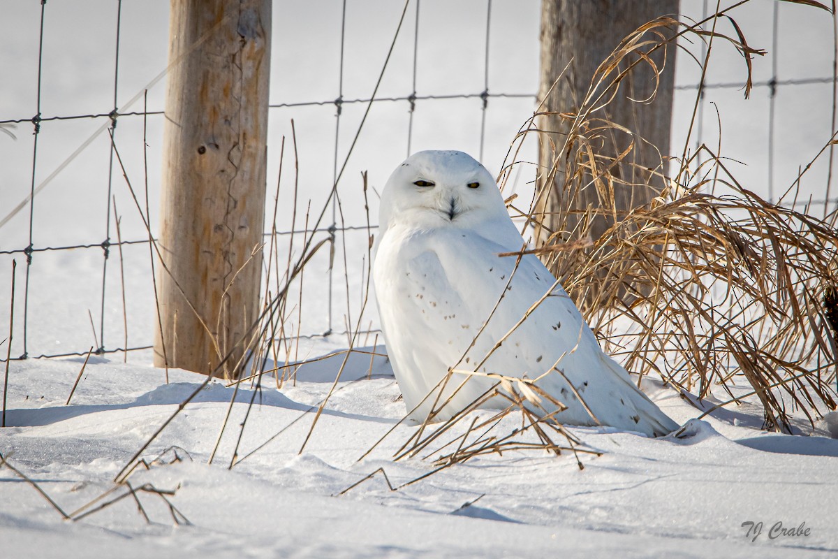 Snowy Owl - ML211814771