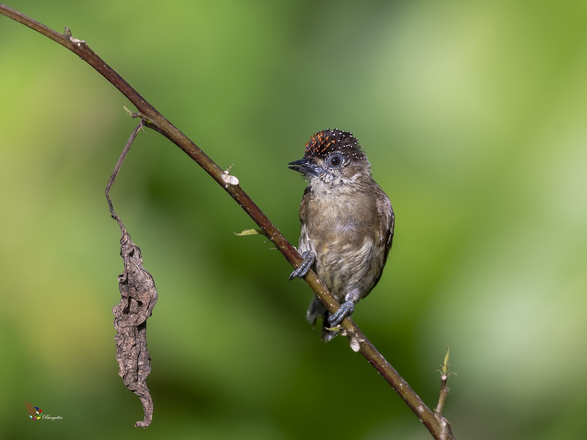 Olivaceous Piculet - ML211815281