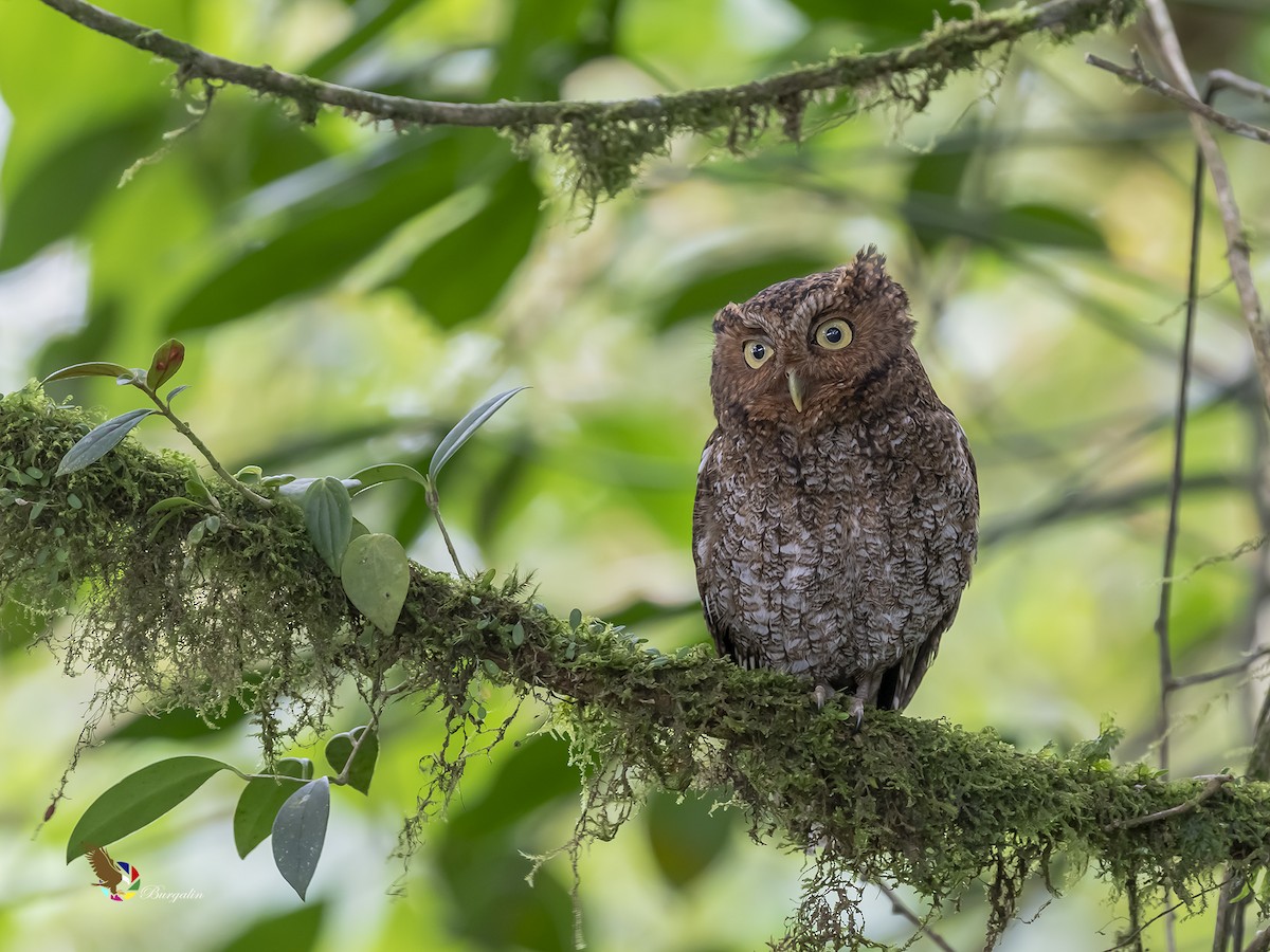 Bare-shanked Screech-Owl - ML211815541