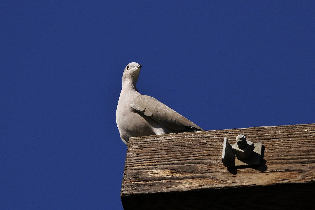 Eurasian Collared-Dove - ML211818491