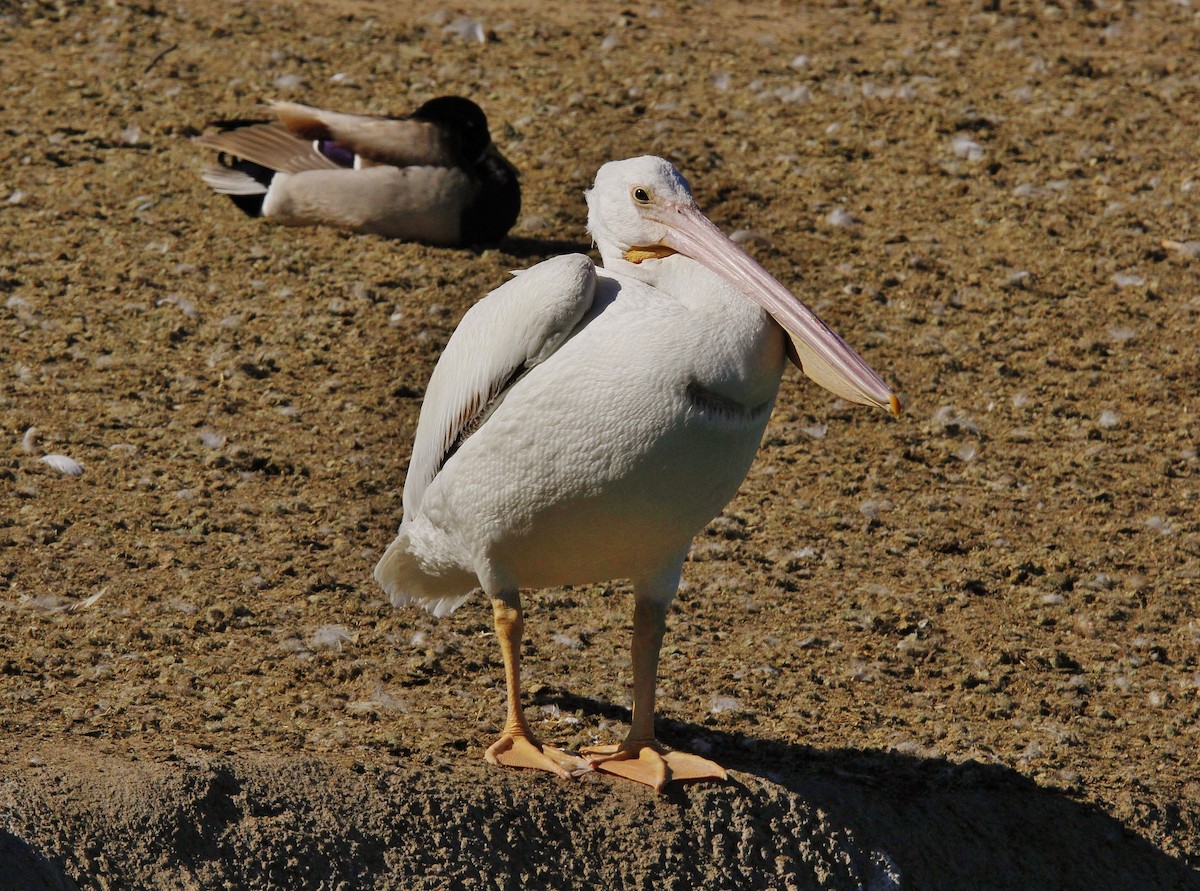 pelikán severoamerický - ML211818521