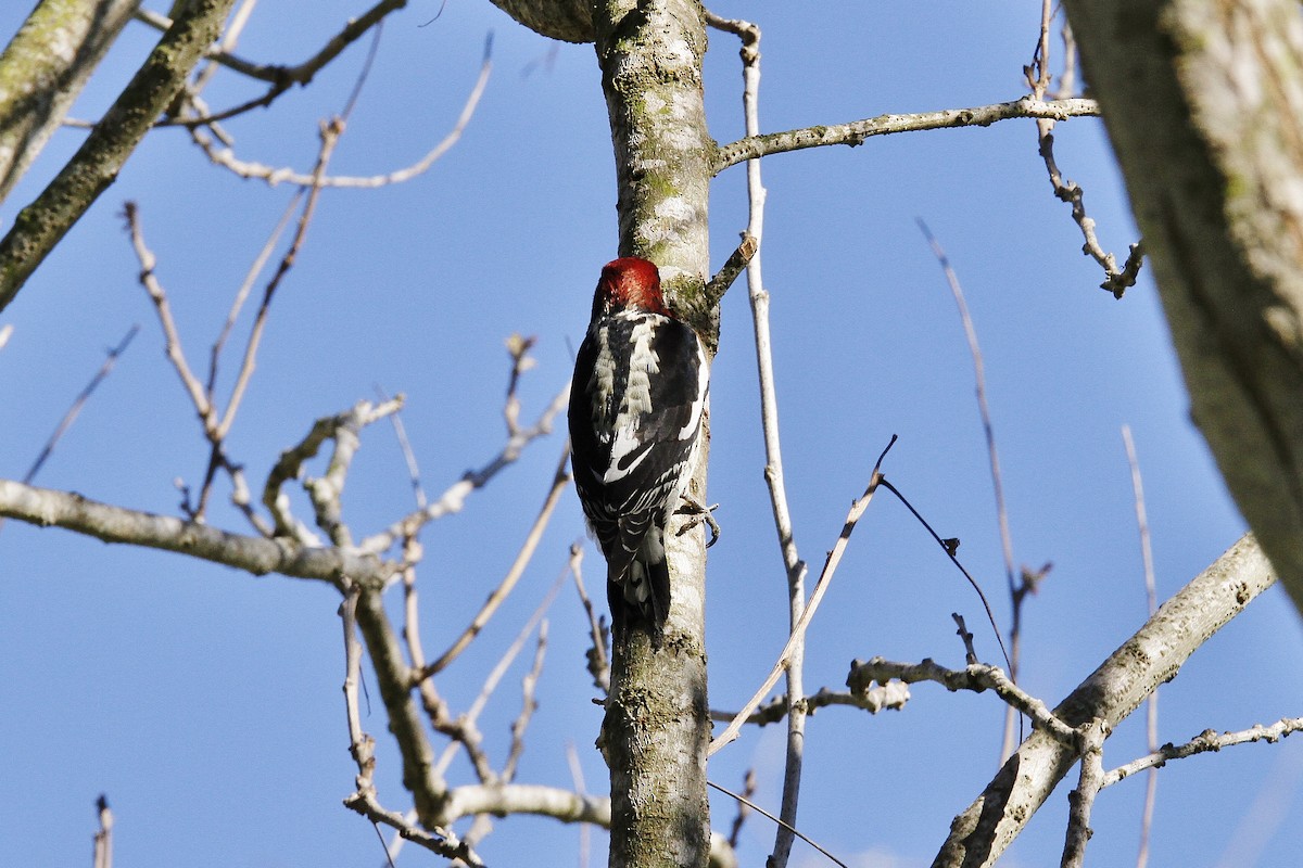 Red-breasted Sapsucker - ML211818671