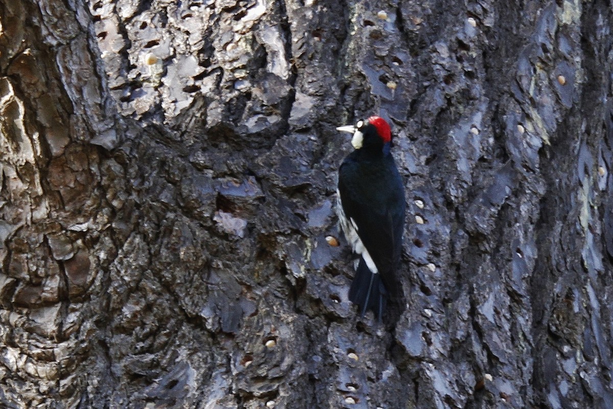 Acorn Woodpecker - ML211818681