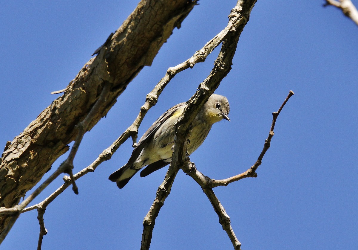 Yellow-rumped Warbler (Audubon's) - ML211819121
