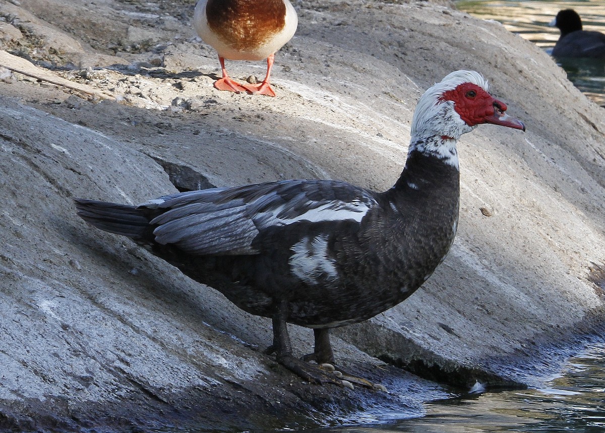 Muscovy Duck (Domestic type) - ML211819231
