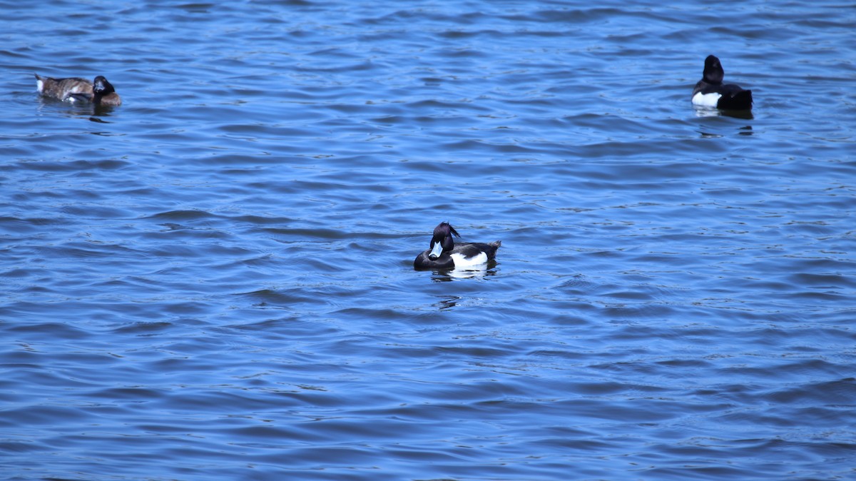 Tufted Duck - ML211827081