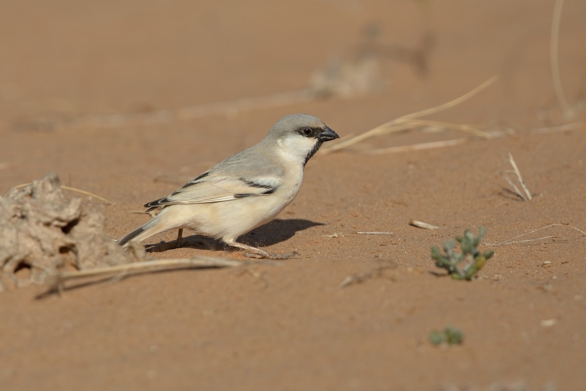 Desert Sparrow - ML211833141