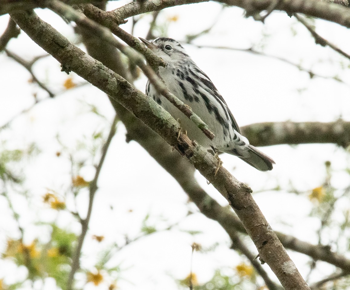 Black-and-white Warbler - ML211833731